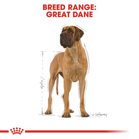 great dane adult royal canin south africa
