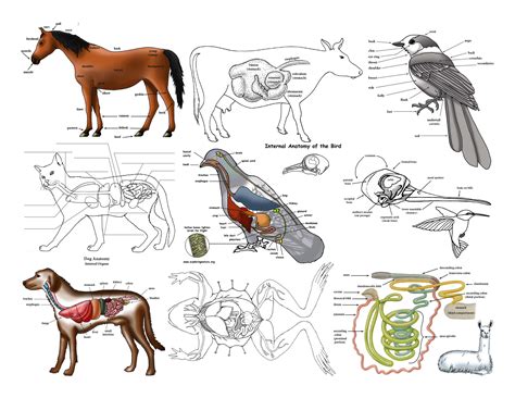 animal anatomy diagram  labeling bundle