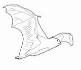 Bat Coloring Pages Flying Drawing Kids Printable Paintingvalley Bestcoloringpagesforkids Books sketch template