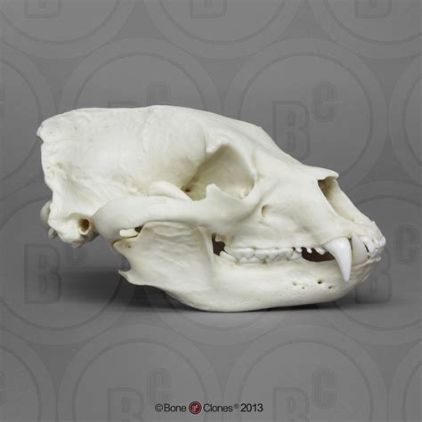 black bear skull bone clones  osteological reproductions