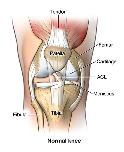 knee ligament repair health encyclopedia university  rochester