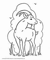 Goat Coloring Pages Kids Wild Printable Spring Animal Color Sheets Clouds Clipart Colouring Sheet Print Activity Animals Cartoon Goats Honkingdonkey sketch template