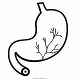 Stomach Human Digestion Coloring Pages Icon Template Organ Poo Medicine Yummy Sketch sketch template