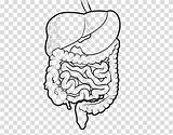Digestive System Drawing Human Organ Clipart Background Body Humano Corpo Coloring Book Transparent Hiclipart sketch template