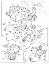 Coloring Turtle Pages Animals Sea Color Ecosystem Geographic National Sheets Printable Animal Colouring Turtles Kids Print Marine Drawing Book Cute sketch template
