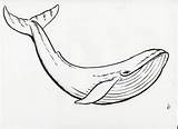 Whale Humpback Drawing Coloring Clipart Getdrawings sketch template