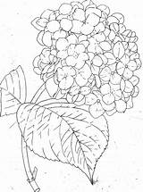Coloring Hydrangea Drawings 270kb 1024px sketch template