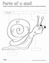 Snail Activities Cleverlearner Snails Labelling Labeling Klasseværelse Beasts sketch template