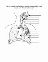 Respiratory System Label Drawing Diagram Draw Human Getdrawings sketch template