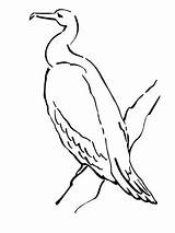 Cormorant Coloring Phalacrocoracidae Drawing Clipart Getdrawings Categories sketch template