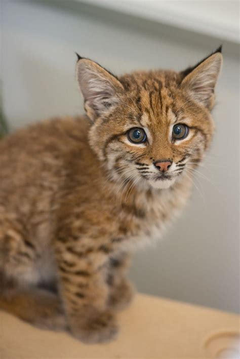 bobcat kitten making  stay  oregon zoo  rescue  misguided  gooders