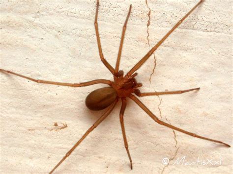 qual   aranha mais mortifera  mundo