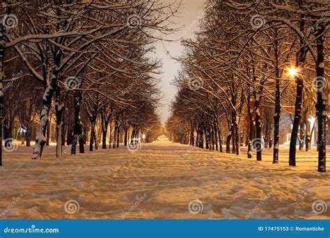 winter street stock image image  avenue trees picturesque
