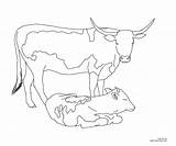 Coloring Cow Pages Longhorn Calf Cattle Color Printable Angus Texas Cows Drawing Beef Realistic Getdrawings Line Draw Popular Kids Click sketch template