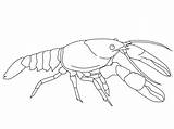 Crawfish sketch template