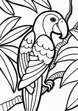 Parrot Coloriage Peroquet sketch template