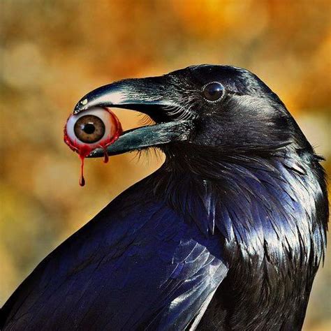keep an eye out for this crow odd and unusual art by randy morris some adult humor in 2019