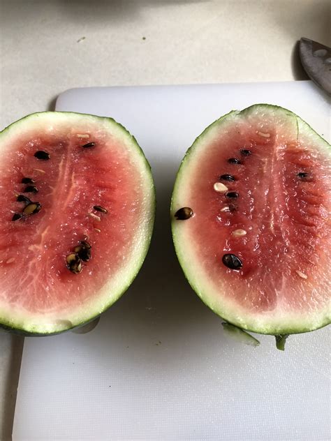 black seeds  seedless watermelon viable general gardening