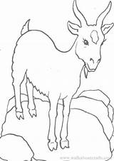 Coloring Goat Pages Google Boer Printable Clip sketch template