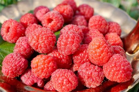 red raspberry stock photo image  crop nature color