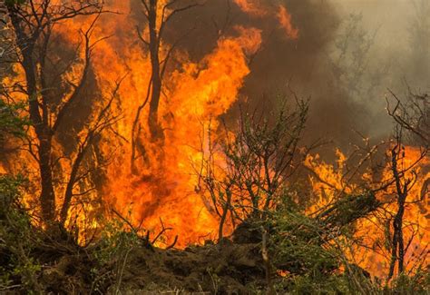Incendio en Chubut: AnÃ­bal FernÃ¡ndez echÃ³ al jefe del Plan