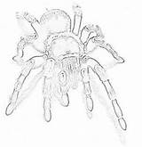 Tarantula Coloring Spider Giant Sheet sketch template