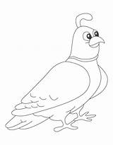 Quail Coloring Pages California Getcolorings sketch template