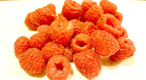 red raspberry seeds world seed supply