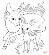 Coloring Deer Pages Baby Roe Deers Moose Color Printable Adults Animals Dorable Alaska Getcolorings Getdrawings Library Clipart Print Taiga Comments sketch template
