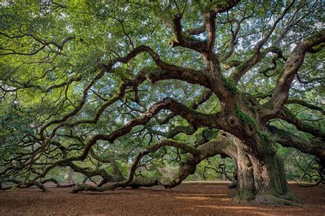 large southern  oak quercus virginiana  charleston south