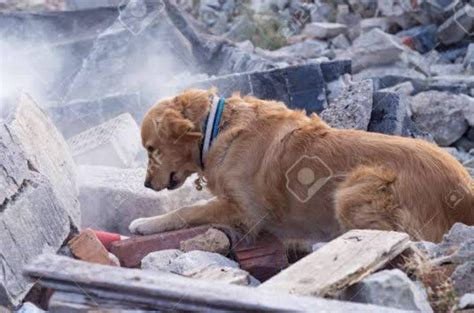 حقيقة إنقاذ كلب لسيدة من تحت ركام زلزال أزمير