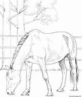 Coloring Danish Warmblood Horse Pages Printable sketch template