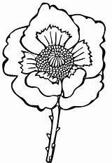 Poppy Coloring Flower Drawing Pages Printable Kids Colouring Poppies Line Clipart Supercoloring Easy Sheets Remembrance Color sketch template