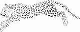Cheetah Insertion sketch template