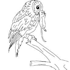 elf owl coloring pages  elf owl pictures art owl pictures