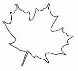 Coloring Leaf Maple Pages Leaves Broad Color Colouring sketch template