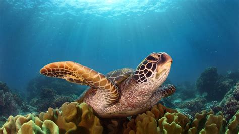 turtle hd p resolution hd  wallpapersimages