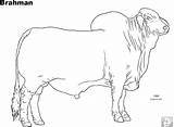 Brahman Cattle Toro Cow Brahma Printablecolouringpages sketch template