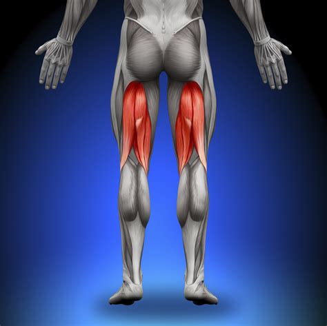 hamstring anatomy  orthopaedic therapy clinic