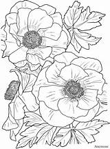Coloring Pages Adult Book Flower Dover Colorarty Flowers Haven sketch template