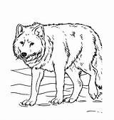 Coloring Wolf Pages Kids Printable Animal sketch template