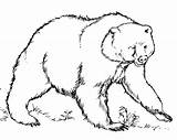 Mewarnai Beruang Untuk Paud Berbagai Macam Temukan Aneka sketch template