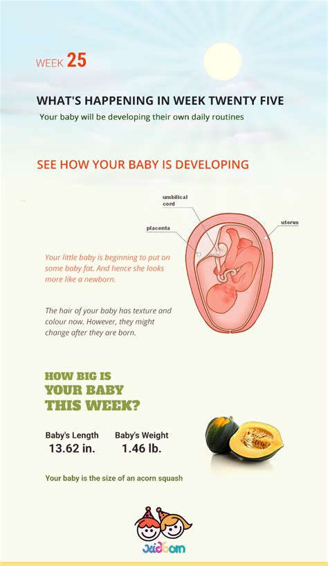 pregnancy week  pregnancy  week  week kidborn