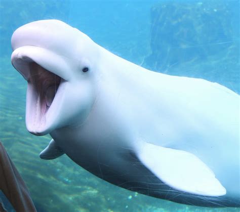 beluga whales  canada headed  mystic aquarium