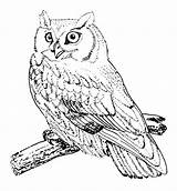 Pages Tawny Frogmouth Coloring Template Colouring Anycoloring sketch template