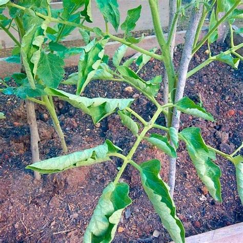 Why Do My Tomato Leaves Curl