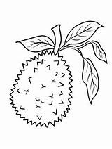 Durian Tamarind Tropical Originating Gaddynippercrayons sketch template