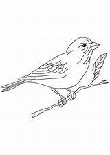 Coloring Finch Pages Sparrow Smallest Classical Kids Drawings Color Popular sketch template