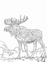Eurasia Elk Alce Alces sketch template