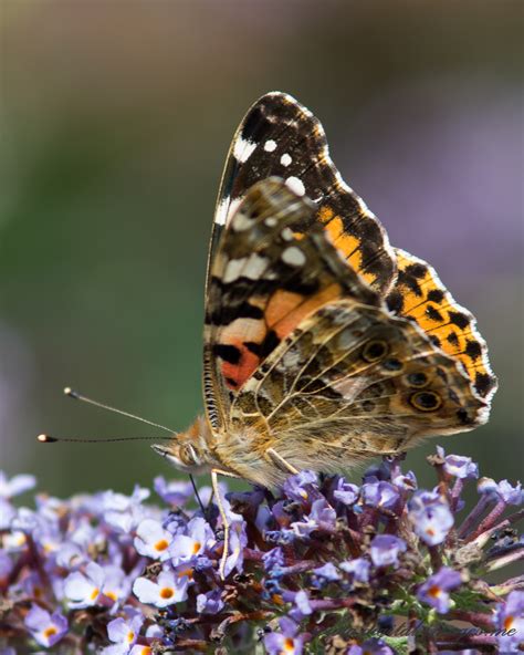 butterflies   appearance   digital images